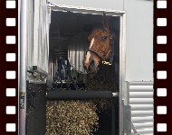 Artie, standing patiently in the trailer.  Rollover to Miles of Smiles smiley.