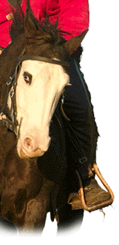 Bottom portion of the side image showing a smileing rider on Petey, a black and white Paint horse.