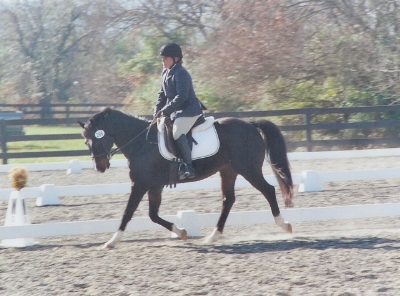 Photo of Handsome during the Dressage phase of the Rubicon Farm Horse Trials.